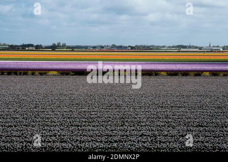 Blumenfelder in den Niederlanden Stockfoto