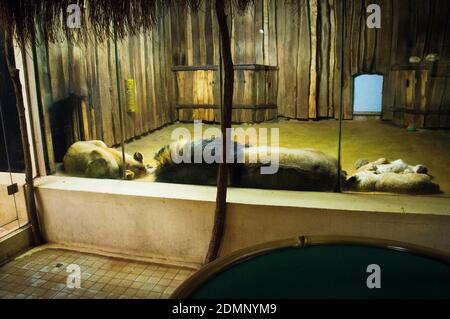 Der Barbarenlöwe, Panthera leo leo, im Zoologischen und Botanischen Garten Pilsen, Tschechische Republik, 15. Dezember 2020. (CTK Photo/Libor Sojka) Stockfoto