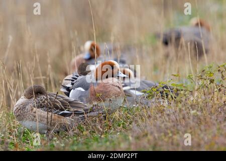 Smient Groep rustend; Eurasischen Pfeifente Gruppe ruht Stockfoto