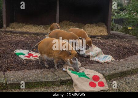 Die Tierpfleger im ZSL London Zoo organisierten diese Woche ein Weihnachtsgeschenk für die roten Flussschweine – festliche ‘Decken’ zum Rollen, gefüllt mit ihren Lieblingswalnüssen. In den bunt bemalten hessischen Säcken schnappte sich die Freude, bevor sie sie an ihren Schnauzen drehten, um an den leckeren Snacks zu kommen. ZooKeeper Hannah Joy sagte: „seit unserer Wiedereröffnung am 2. Dezember haben wir so viele glückliche Besucher gesehen, die den Weihnachtspfad und die Dekorationen des Zoos genossen haben, und wir wollten nicht, dass Pedro, Penny, Ava, Cameron, Tommy, Phoebe und Shane all den festlichen Spaß verpassen. Stockfoto