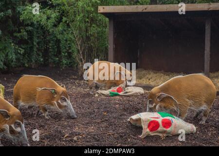 Die Tierpfleger im ZSL London Zoo organisierten diese Woche ein Weihnachtsgeschenk für die roten Flussschweine – festliche ‘Decken’ zum Rollen, gefüllt mit ihren Lieblingswalnüssen. In den bunt bemalten hessischen Säcken schnappte sich die Freude, bevor sie sie an ihren Schnauzen drehten, um an den leckeren Snacks zu kommen. ZooKeeper Hannah Joy sagte: „seit unserer Wiedereröffnung am 2. Dezember haben wir so viele glückliche Besucher gesehen, die den Weihnachtspfad und die Dekorationen des Zoos genossen haben, und wir wollten nicht, dass Pedro, Penny, Ava, Cameron, Tommy, Phoebe und Shane all den festlichen Spaß verpassen. Stockfoto