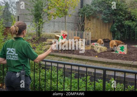 Die Tierpfleger im ZSL London Zoo organisierten diese Woche ein Weihnachtsgeschenk für die roten Flussschweine – festliche ‘Decken’ zum Rollen, gefüllt mit ihren Lieblingswalnüssen. In den bunt bemalten hessischen Säcken schnappte sich die Freude, bevor sie sie an ihren Schnauzen drehten, um an den leckeren Snacks zu kommen. ZooKeeper Hannah Joy sagte: „seit unserer Wiedereröffnung am 2. Dezember haben wir so viele glückliche Besucher gesehen, die den Weihnachtspfad und die Dekorationen des Zoos genossen haben, und wir wollten nicht, dass Pedro, Penny, Ava, Cameron, Tommy, Phoebe und Shane all den festlichen Spaß verpassen. Stockfoto