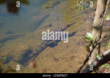 Eine selektive Fokusaufnahme eines Süßwasser-Krokodils in einem Teich Stockfoto