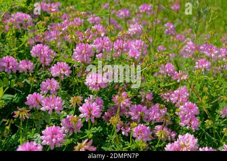 Wilde Anthyllis Montana Alpenblumen. Stockfoto