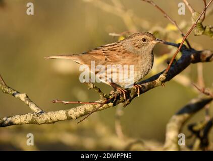 Dunnock Prunella modularis thront am späten Abend auf einem Ast Stockfoto