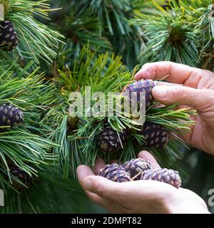 Zirbenzapfen-Ernte, Ernte, Sammlung von Zirbenzapfen, Zapfen-Ernte, Zirbel-Kiefer, Zirbelkiefer, Zirbel, Zirbe, Arve, Zapfen, Zirbenzapfen, Pinus cembr Stockfoto