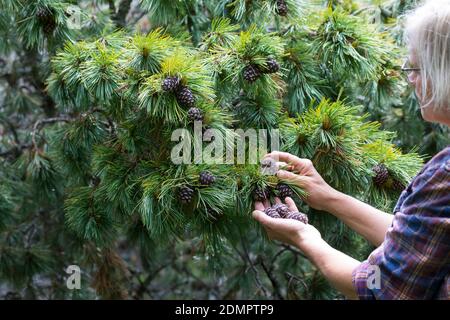 Zirbenzapfen-Ernte, Ernte, Sammlung von Zirbenzapfen, Zapfen-Ernte, Zirbel-Kiefer, Zirbelkiefer, Zirbel, Zirbe, Arve, Zapfen, Zirbenzapfen, Pinus cembr Stockfoto