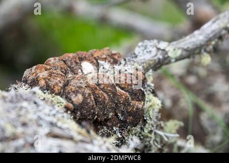 Zirben-Harz, Zirbenharz, Harz am Stamm einer Zirbe, Zirbel-Kiefer, Zirbelkiefer, Zirbel, Zirbe, Arve, Pinus cembra, Arolla Pine, Swiss Pine, Swiss Sto Stockfoto