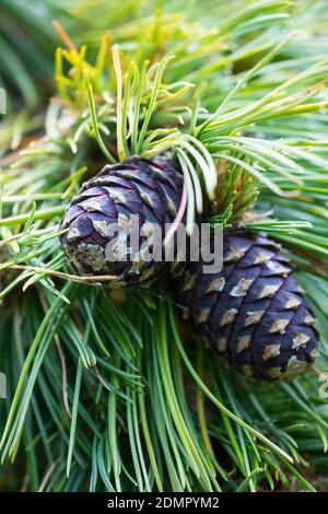 Zirbel-Kiefer, Zirbelkiefer, Zirbel, Zirbe, Arve, Zapfen, Zirbenzapfen, Pinus cembra, Zirbelkiefer, Zirbelkiefer, Zirbelkiefer, Zirbelkiefer, Zirbelkiefer, Zirbelkiefer, Zirbe, Arve, Zapfen, Zir Stockfoto