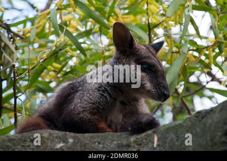 Sydney Australien, Sumpf Wallaby auf Felsvorsprung mit blühenden Akazie auriculiformis Baum im Hintergrund Stockfoto