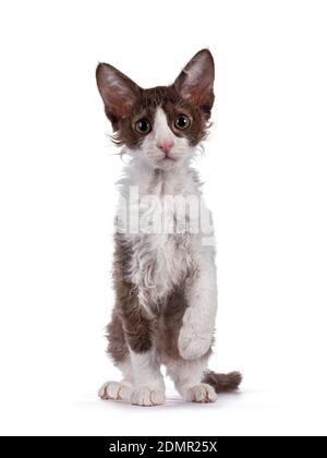 Cute brown with white LaPerm cat kitten, standing facing front with one paw playful in air. Looking straight to camera with orange eyes. Isolated on w Stock Photo