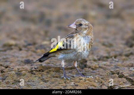 Putter, Eurasian Goldfinch; Carduelis carduelis Stockfoto