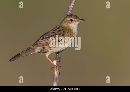 Sprinkhaanzanger; Grasshopper Warbler; Locustella naevia straminea Stockfoto