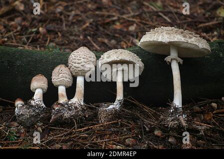 Chlorophyllum Olivieri, als Olive Safran-schirmpilz bekannt, Pilze aus Finnland Stockfoto