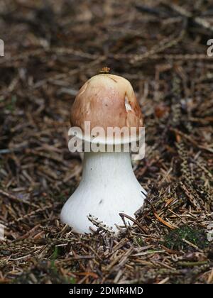 Chlorophyllum Olivieri, als Olive Safran-schirmpilz bekannt, Pilze aus Finnland Stockfoto