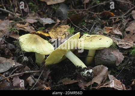 Tricholoma frondosae (Tricholoma equestre var. populinum), wie man mit dem Pferd oder gelb Ritter bekannt, Pilze aus Finnland Stockfoto