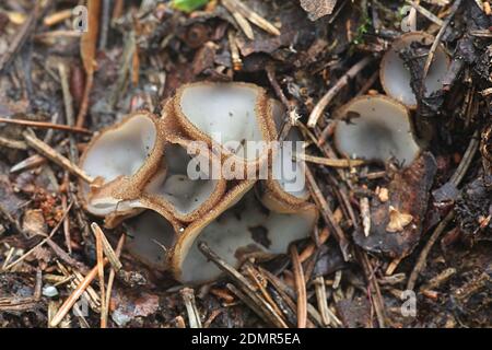 Humaria hemisphaerica, wie die haarigen fairy Cup, der braunhaarige fairy Tasse oder glasierte Schale, Pilze aus Finnland Stockfoto