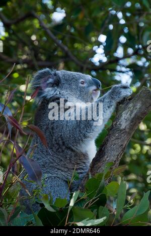 Sydney Australien, Koala sitzt in Baum essen Blätter am späten Nachmittag Stockfoto