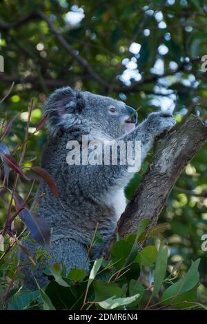 Sydney Australien, Koala sitzt in Baum essen Blätter am späten Nachmittag Stockfoto