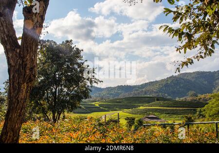 Die Teeplantagen rund um Chiang Rai Thailand Stockfoto