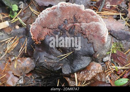 Hydnellum ferrugineum, bekannt als Mealierzahn oder rötlich-brauner korkiger Rückenpilz, Wildpilz aus Finnland Stockfoto