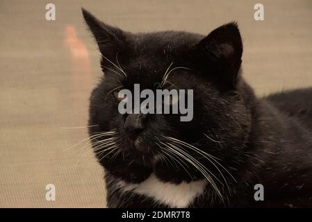 Diese Fotos sind von Hauskatzen, die gemeinhin Hauskatzen oder Haustierkatzen genannt werden. Stockfoto