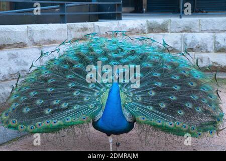 Sydney Australien, männlicher Pfau in voller Darstellung Stockfoto
