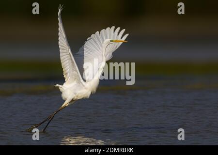 Grote Zilverreiger opvliegend, Silberreiher off-Einstellung Stockfoto