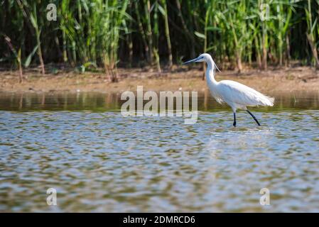 Schönen weißen Vogel oder Seidenreiher Egretta garzetta auf Ast Stockfoto