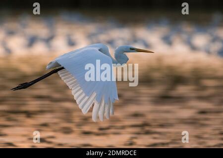 Grote Zilverreiger opvliegend, Silberreiher off-Einstellung Stockfoto