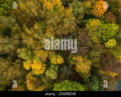 Aerial view of trees in the autumn forest. Beautiful colors of autumn in nature Stockfoto