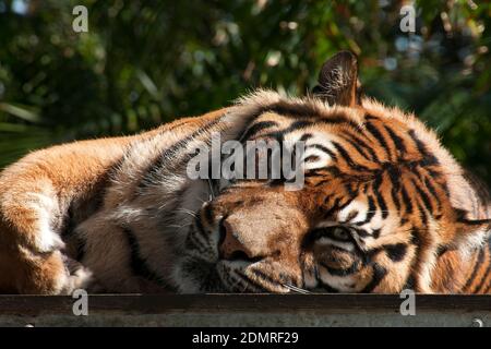 Sydney Australien, Erwachsene sumatratiger, die sich auf der Plattform entspannen und direkt auf Sie blicken Stockfoto