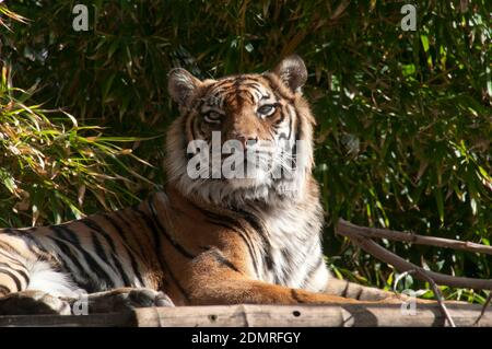 Sydney Australien, ausgewachsener sumatratiger, der auf einer Bambusplattform ruht Stockfoto