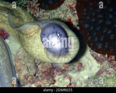 Unterwasserwelt, Gesicht der geometrischen Moräne (Gymnothorax griseus) unter einem Korallenriff. Seychellen Stockfoto