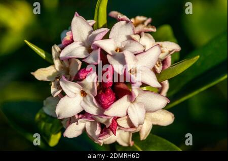 Daphne odora var ruba eine winterfrühlingsblühende Strauchpflanze, die während der Frühjahrssaison eine rosa rote Blume hat, Stock Foto Bild Stockfoto