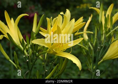 Hemerocallis citrina, gebräuchliche Namen Citron-Daylilie und lange gelbe Daylilie, ist eine Art der krautigen mehrjährigen Pflanze in der Familie Der Asphodelaceae. Stockfoto