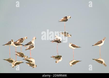 Mehrere Schwarzflügelstelze ruhen im Feuchtgebiet. Es gibt ihre klaren Reflexionen im Wasser. Stockfoto