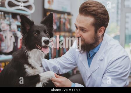 Junger Tierarzt hält die Pfote eines netten glücklichen Hundes und arbeitet mit Tieren in seiner Tierklinik. Hübscher bärtiger Tierarzt, der die Pfoten eines Anors untersucht Stockfoto