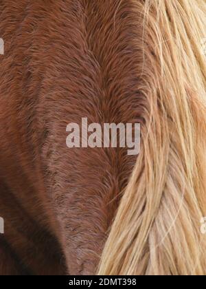 A close up shot of the neck, withers and back of a rare breed Suffolk Punch horse. Stock Photo