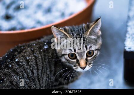 Kleines Kätzchen auf dem ersten Schnee sah überrascht aus Stockfoto