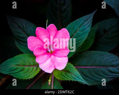 Nahaufnahme von Impatiens sodenii oder Oliver's Touch Me Keine rosa Blume Stockfoto