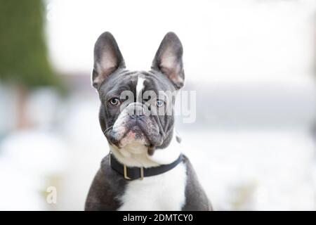 Porträt einer französischen Bulldogge grau und weiß Stockfoto