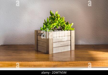 Sukkulente Pflanze genannt crassula ovata hobbit oder gollum in einer Holzkiste. Home Dekoration mit Zimmerpflanze. Stockfoto