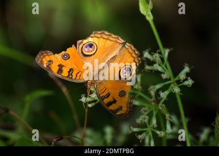 Junonia almana Pfau Stiefmütterchen auf einer Pflanze sitzen Stockfoto