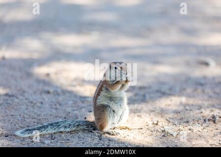 Südafrikanisch gestreifte Cape Boden Eichhörnchen, Xerus erythropus, in der Wüste Kalahari, Südafrika Safari Tierwelt Stockfoto