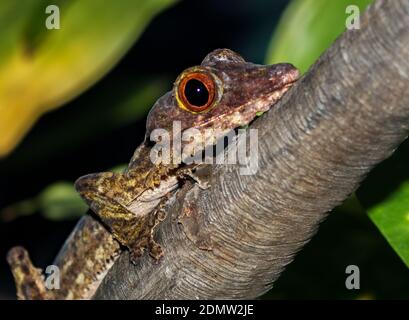 Der Blattschwanzgecko (auch als Flachschwanzgecko bekannt) (Uroplatus sp., Stockfoto