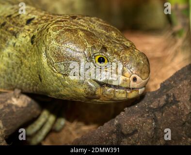 Solomon-Inseln (Corucia zebrata), Stockfoto