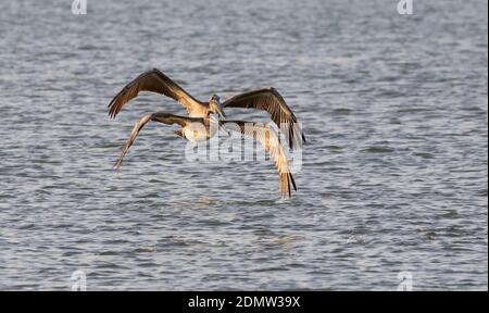 Zwei braune Pelikane (Pelecanus occidentalis), die über den Ozean fliegen, Galveston, Texas, USA Stockfoto