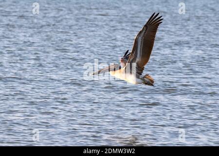 Braunpelikan (Pelecanus occidentalis), der über den Ozean fliegt, Galveston, Texas, USA Stockfoto
