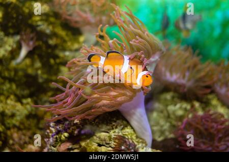 Clownfische oder Anemonefische in Brunches von Anemone Stockfoto